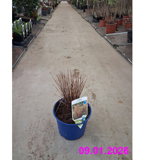 Carex buchananii C 2 L